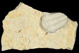 Calymene Celebra Trilobite - Ohio #188858-2